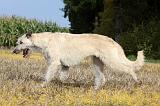 IRISH WOLFHOUND 103